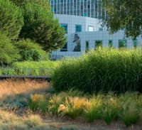 Verdir la ville ou favoriser la biodiversité ?