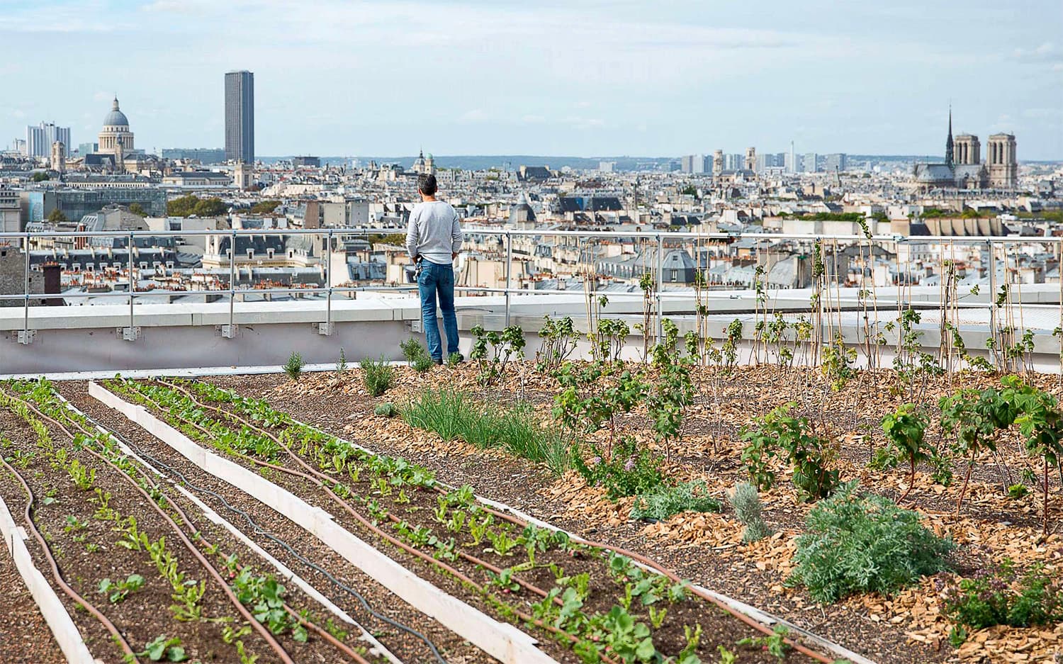 Les toits de Paris se (re)mettent au vert