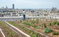 Les toits de Paris se (re)mettent au vert