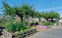 Les villes de demain seront-elles comestibles ? - Image 1
