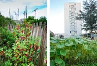 Les villes de demain seront-elles comestibles ? - Image 2