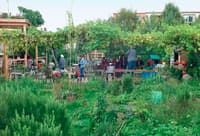 Entretien avec Laurence Baudelet-Stelmacher, directrice de Graine de Jardins, sur la permaculture - Image 3
