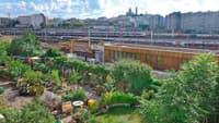 Entretien avec Laurence Baudelet-Stelmacher, directrice de Graine de Jardins, sur la permaculture - Image 2