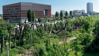 La forêt linéaire de la ZAC Claude Bernard à Paris - Image 2
