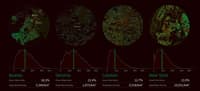 Cartographier les arbres de nos métropoles - Image 3